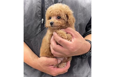 販売中の鹿児島県のタイニープードル-227003