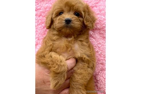 子犬