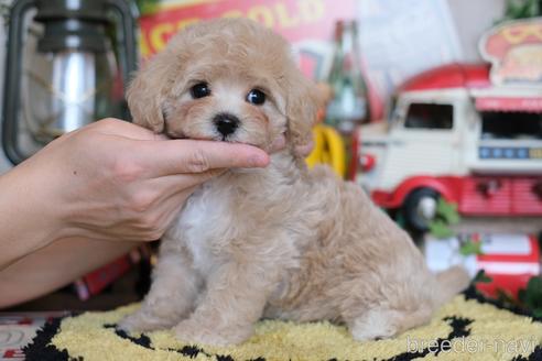 成約済の群馬県のマルプー:マルチーズ×トイプードル-230381の4枚目