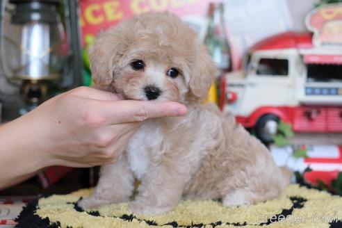 成約済の群馬県のマルプー:マルチーズ×トイプードル-230381の5枚目