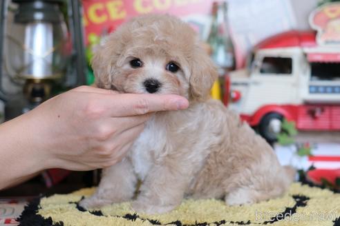 成約済の群馬県のマルプー:マルチーズ×トイプードル-230381