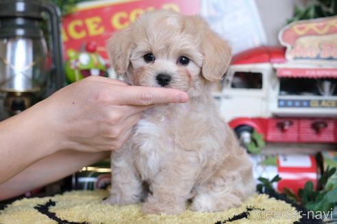 成約済の群馬県のマルプー:マルチーズ×トイプードル-230383の2枚目