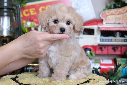 成約済の群馬県のマルプー:マルチーズ×トイプードル-230383の3枚目