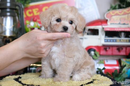 成約済の群馬県のマルプー:マルチーズ×トイプードル-230383の4枚目