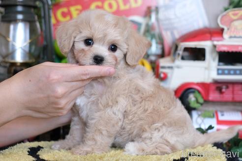 成約済の群馬県のマルプー:マルチーズ×トイプードル-230383の5枚目