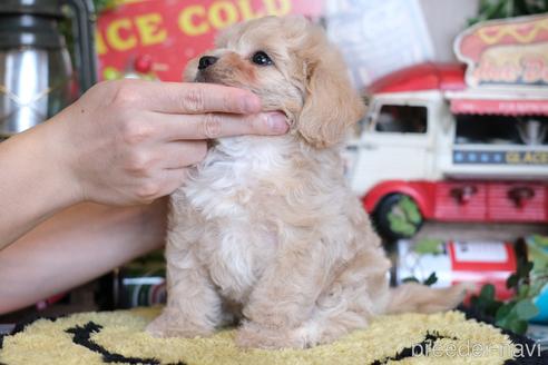 成約済の群馬県のマルプー:マルチーズ×トイプードル-230383の6枚目