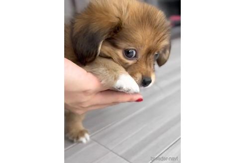 成約済の福岡県のミックス犬-224554の3枚目