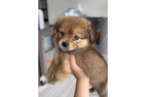 成約済の福岡県のミックス犬-224554の2枚目