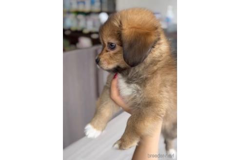 成約済の福岡県のミックス犬-224554の4枚目