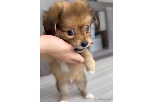 成約済の福岡県のミックス犬-224554の1枚目