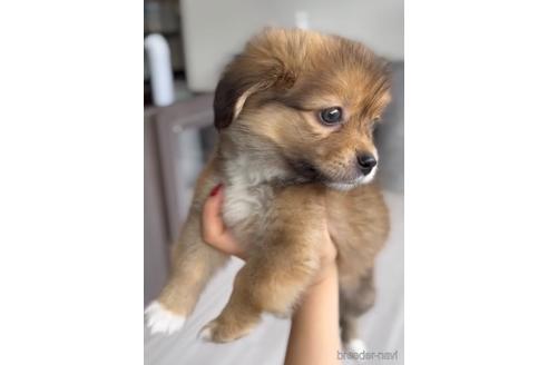 成約済の福岡県のミックス犬-224554の5枚目