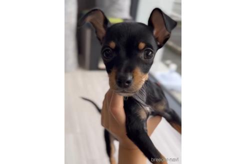 成約済の福岡県のミックス犬-220882の1枚目