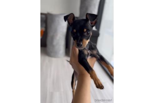 成約済の福岡県のミックス犬-220882の2枚目