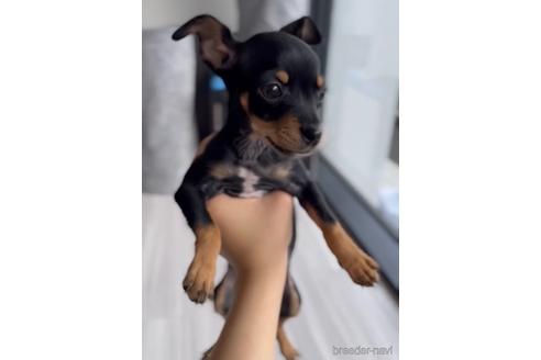 成約済の福岡県のミックス犬-220882の3枚目