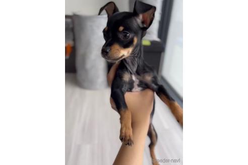 成約済の福岡県のミックス犬-220882の4枚目