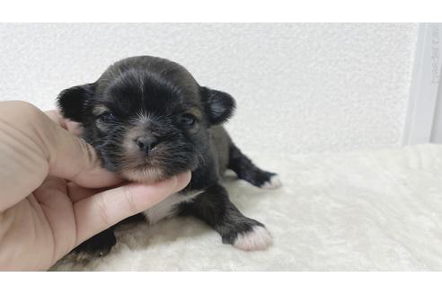 販売中の鹿児島県のミックス犬-227136