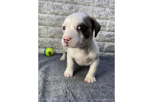 成約済の茨城県のミックス犬-228693の5枚目