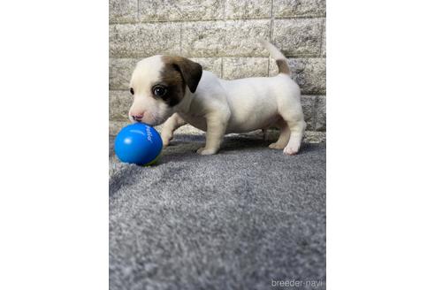 成約済の茨城県のミックス犬-228693の4枚目