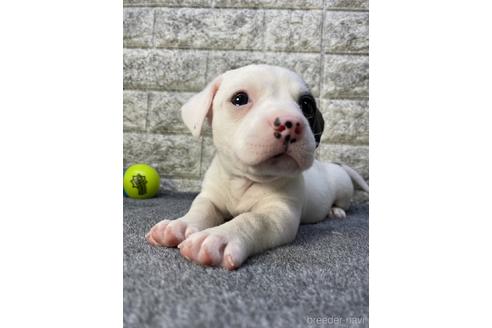 成約済の茨城県のミックス犬-228693の3枚目