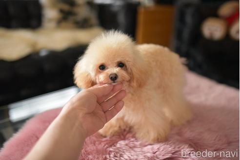 成約済の茨城県のティーカッププードル-224614の6枚目