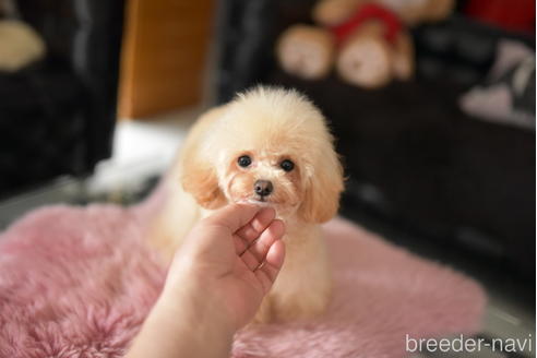 成約済の茨城県のティーカッププードル-224614の5枚目