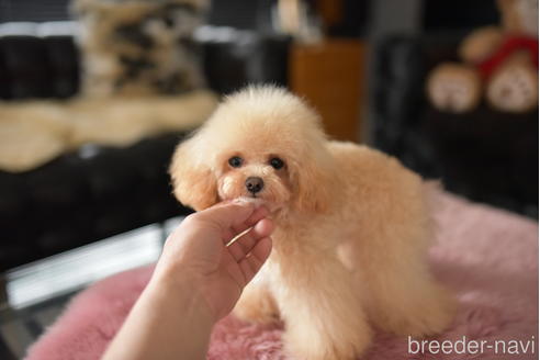 成約済の茨城県のティーカッププードル-224614の3枚目