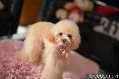 成約済の茨城県のティーカッププードル-224614