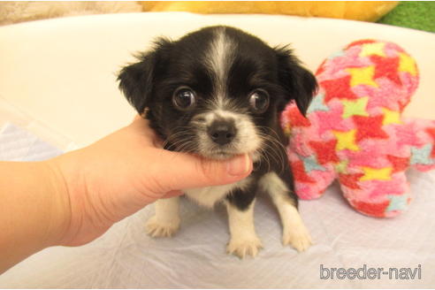 成約済の大阪府のチワワ(ロングコート)-230456の1枚目