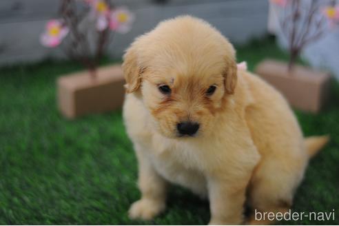 子犬