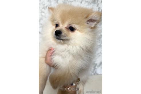 成約済の茨城県のポメラニアン-229201の5枚目