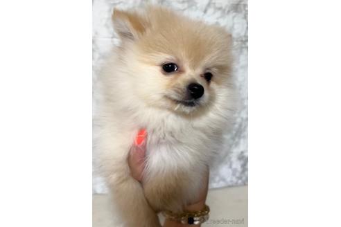 成約済の茨城県のポメラニアン-229201の3枚目