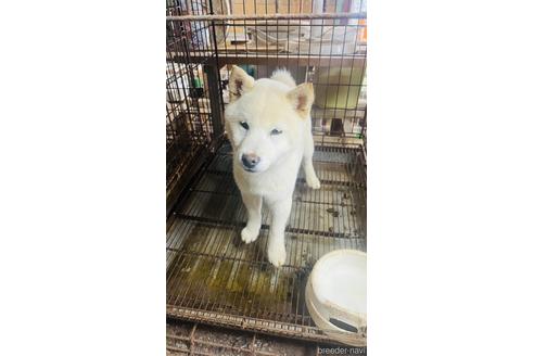 成約済の茨城県の豆柴-217317の1枚目