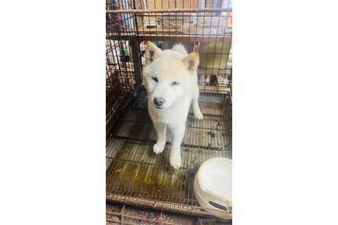 成約済の茨城県の豆柴-217317の3枚目