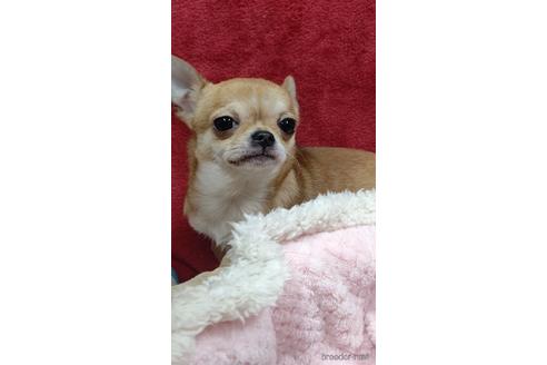 成約済の千葉県のチワワ(スムースコート)-230542の70枚目