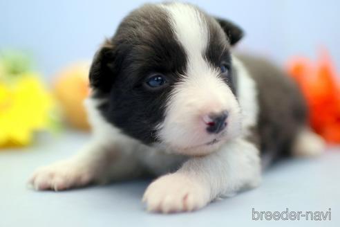 成約済の埼玉県のボーダーコリー-230551の5枚目