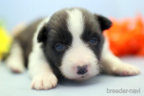 成約済の埼玉県のボーダーコリー-230551の4枚目