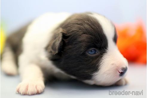 成約済の埼玉県のボーダーコリー-230551の3枚目