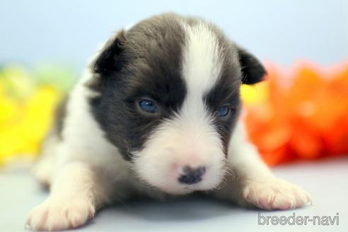 成約済の埼玉県のボーダーコリー-230551の2枚目