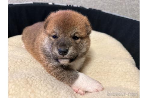 販売中の富山県の柴犬-230565