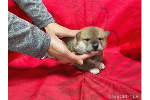 成約済の奈良県の豆柴-230607の5枚目