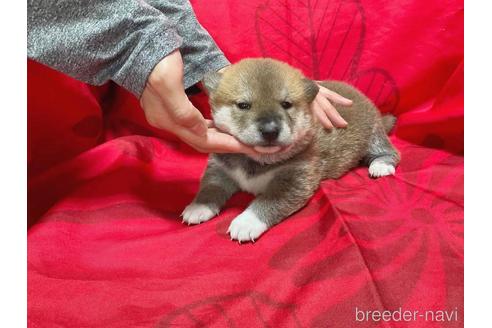 成約済の奈良県の豆柴-230607の3枚目