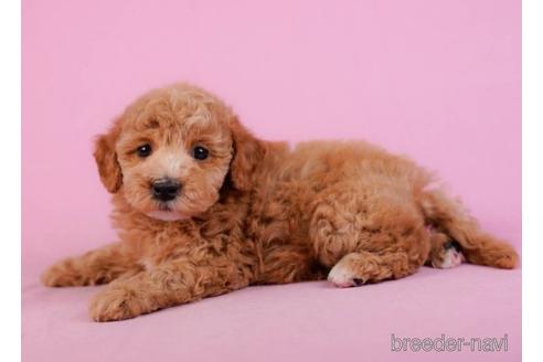 成約済の千葉県のマルプー:マルチーズ×トイプードル-230615の5枚目