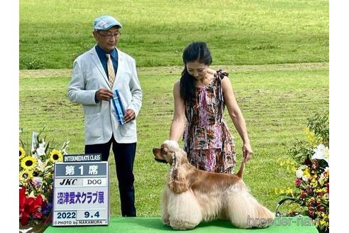 販売中の三重県のアメリカンコッカースパニエル-230638の2枚目