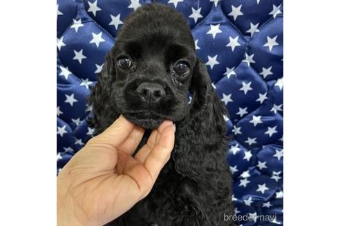 販売中の三重県のアメリカンコッカースパニエル-230640