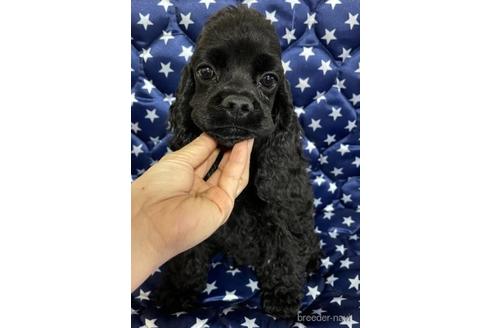 販売中の三重県のアメリカンコッカースパニエル-230640の2枚目