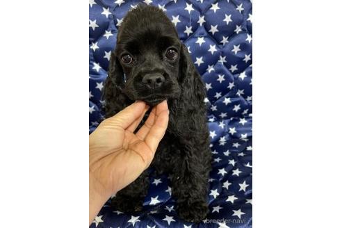 販売中の三重県のアメリカンコッカースパニエル-230640の3枚目