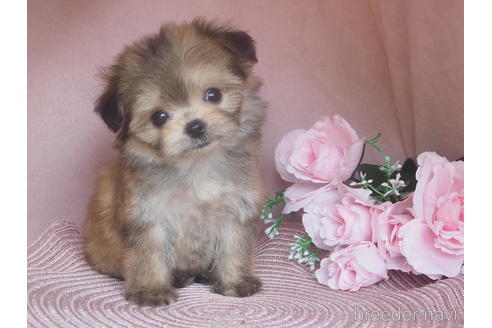 販売中の岡山県のミックス犬-230648