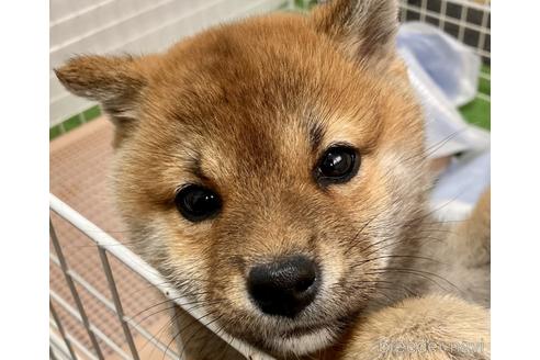 成約済の福井県の柴犬-224114の1枚目