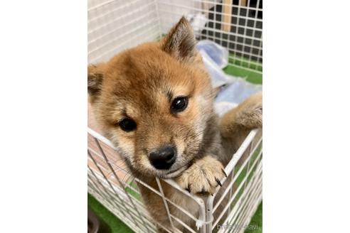 成約済の福井県の柴犬-224114の5枚目