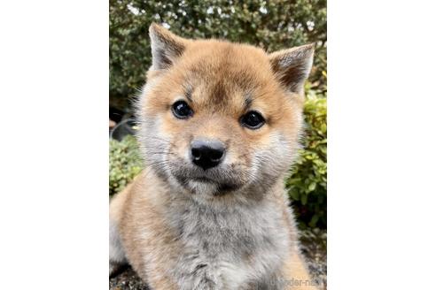 成約済の福井県の柴犬-224114の2枚目